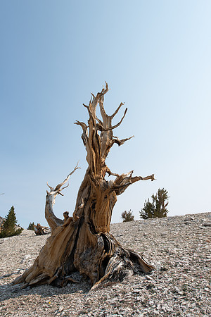 White Mountains-Bristlecones277