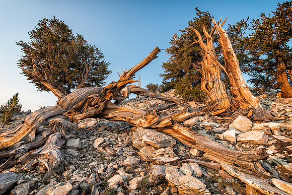 White Mountains-Bristlecones426