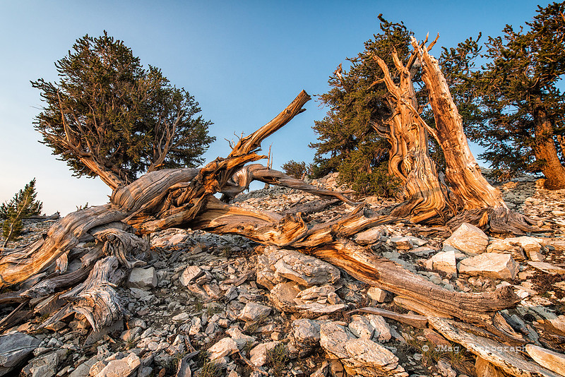 White Mountains-Bristlecones426