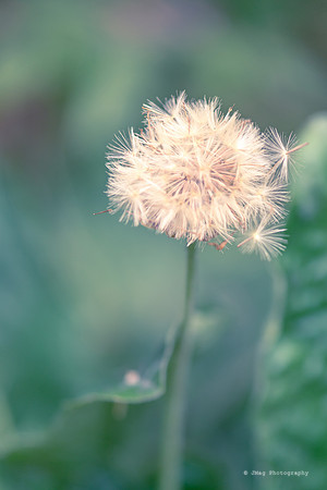 _JMG8826