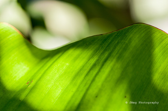 November 13, 2013 - Backlit