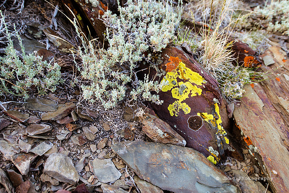 White Mountains-Bristlecones160