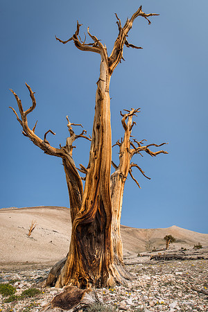 White Mountains-Bristlecones220