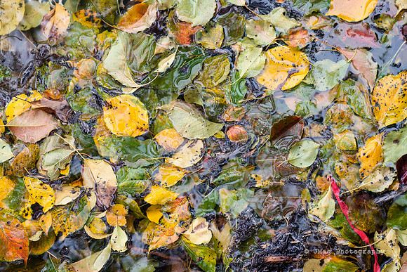 Fall in the gutter