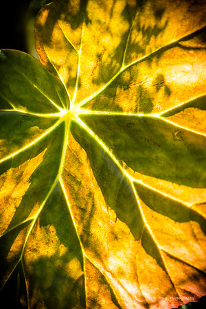 September 19, 2013 - backlit leave