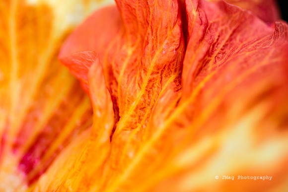 September 15, 2013 _ flower petal_