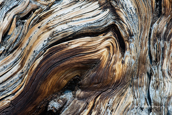 White Mountains-Bristlecones253