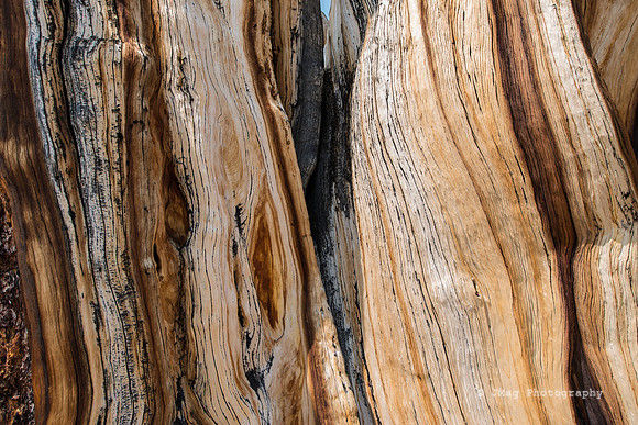 White Mountains-Bristlecones286