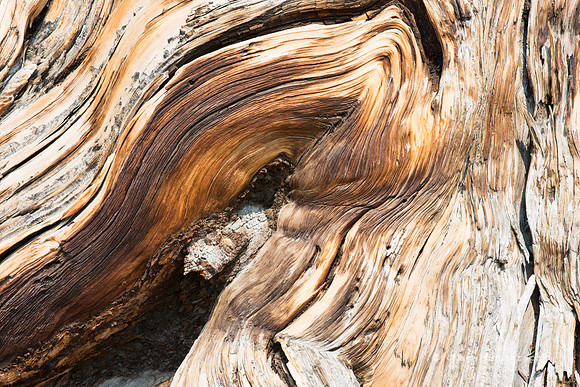 White Mountains-Bristlecones254