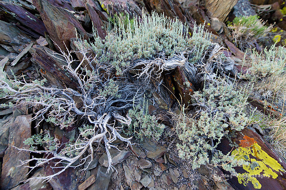 White Mountains-Bristlecones161