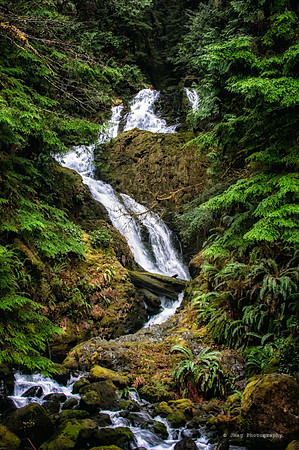 Quilnaut Rainforrest-5