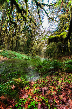 Quilnaut Rainforrest-6