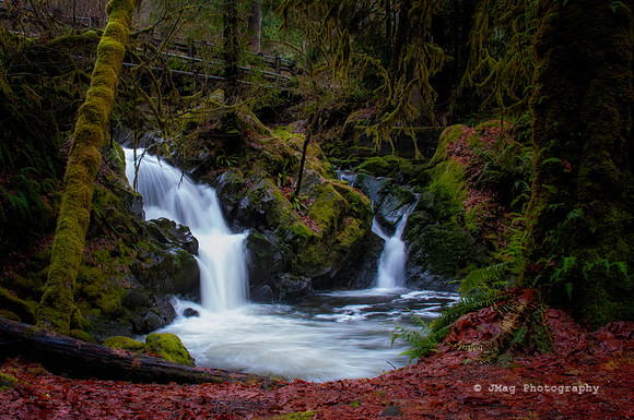 Quilnaut Rainforrest-2