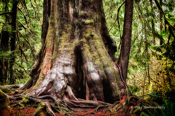 Quilnaut Rainforrest-7
