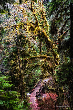 Quilnaut Rainforrest-9