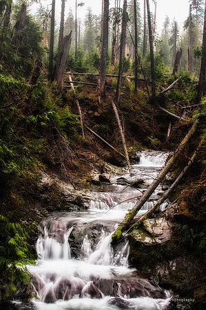 Quilnaut Rainforrest-10