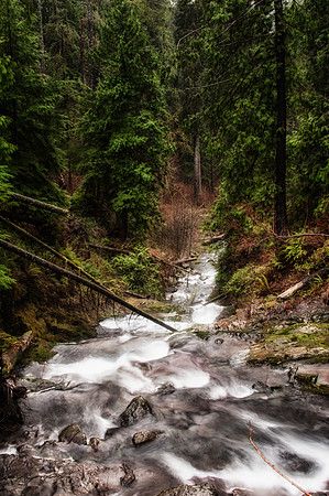 Quilnaut Rainforrest-11
