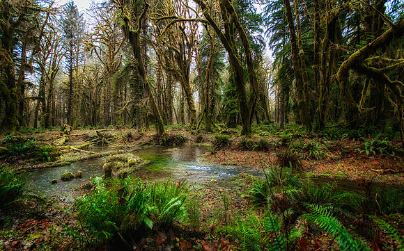 Quinault Rain Forest