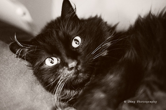 January 31, 2013 - Queen Misty