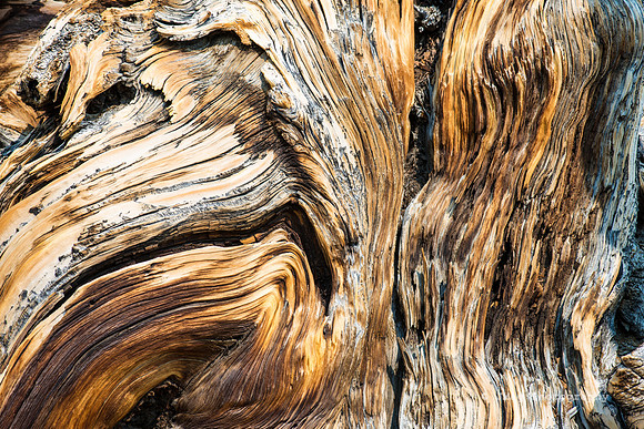 White Mountains-Bristlecones256