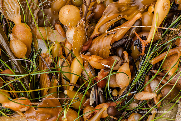 September 16, 2013 - Tidepool