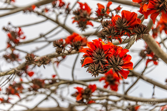 March 30, 2013 - Coral Tree