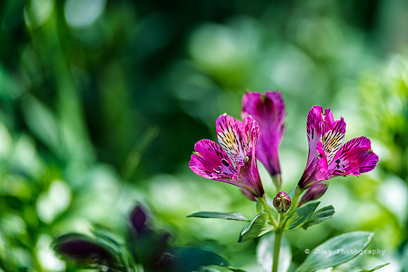 April 2, 2013 - Pink Flower