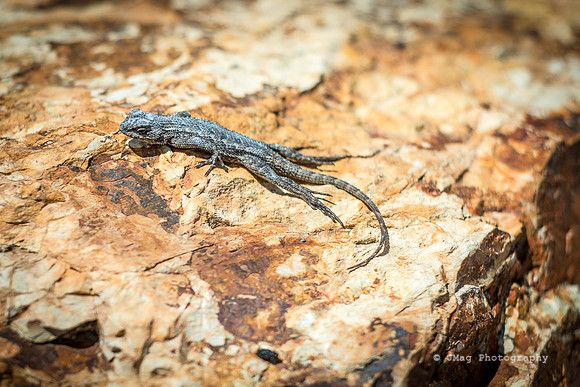 April 3, 2013 - Sunbathing Lizard