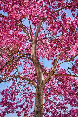 April 9, 2013 - Pink Trumpet Tree