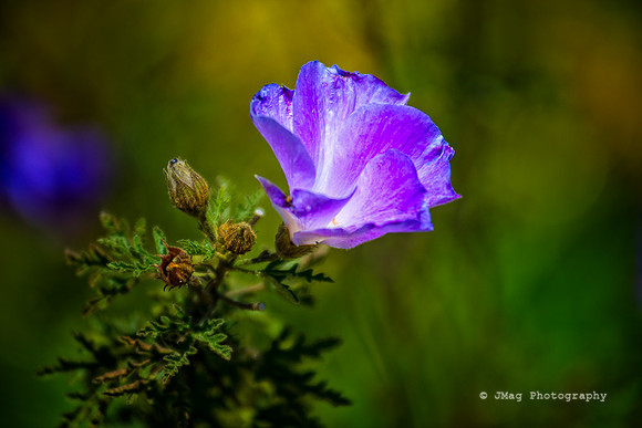 April 10, 2013 - Purple Flower