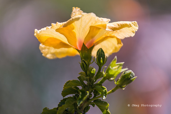 April 18, 2013 - Yellow Flower