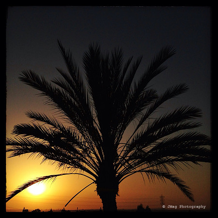 May 2, 2013 - Palm Tree Silhouette