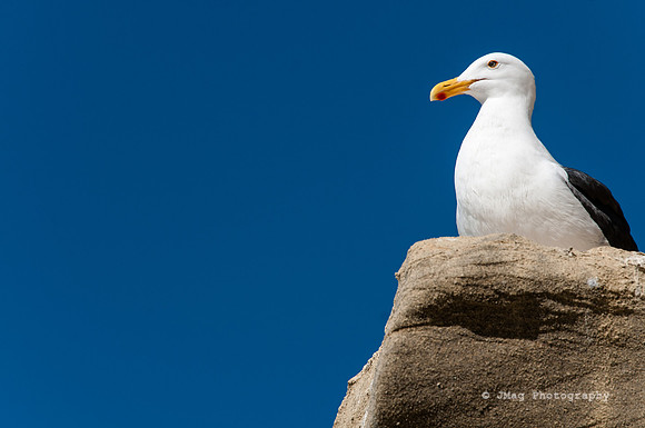 May 3, 2013 The Seagull