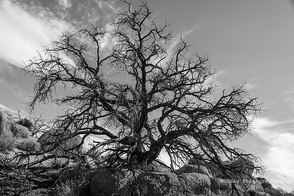 _DSC6079