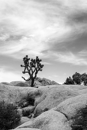 _DSC6350