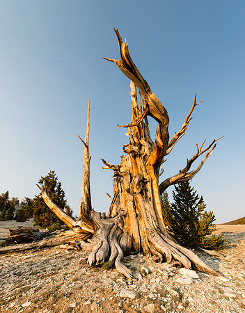 June 30, 2013 - White Mountains-Bristlecones477