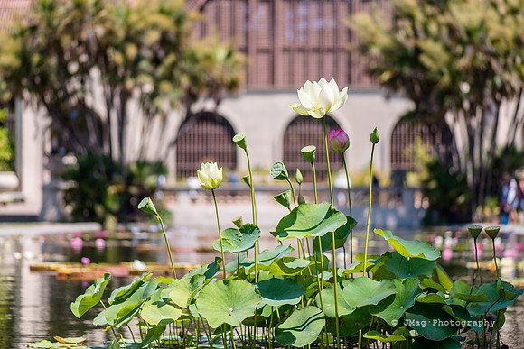 August 25, 2013 - Balboa Park_