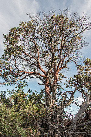 Mount Laguna53