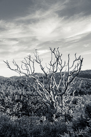 Mount Laguna129
