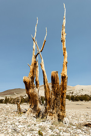 White Mountains-Bristlecones270