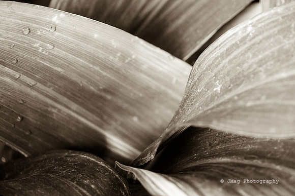 September 1, 2013 - Dew on leaves_