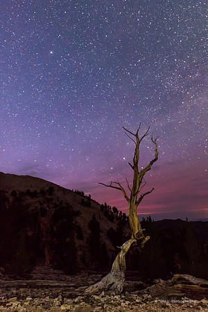 June 28, 2013 - White Mountains-Bristlecones111