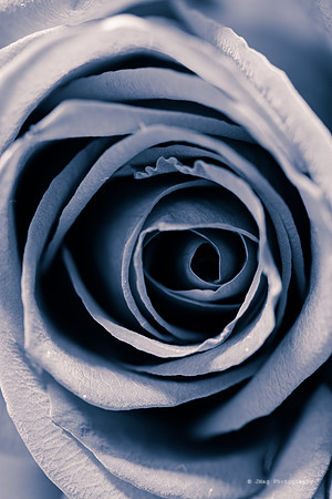 August 29, 2013 - Rose