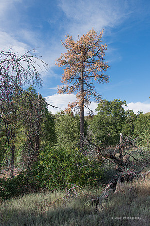 Mount Laguna46