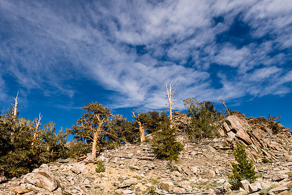 White Mountains-Bristlecones16