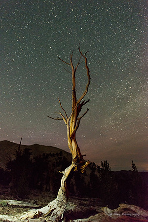 White Mountains-Bristlecones122