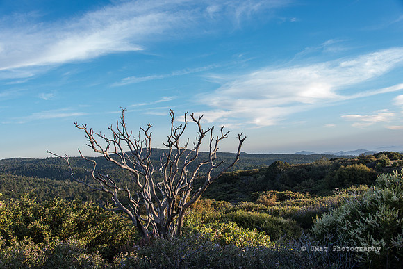 Mount Laguna134