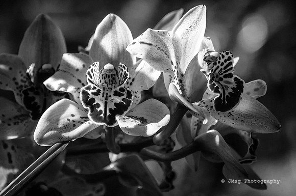 February 19, 2013 - Morning Flower_