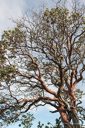 Mount Laguna52