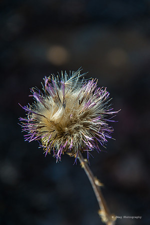 Mount Laguna86